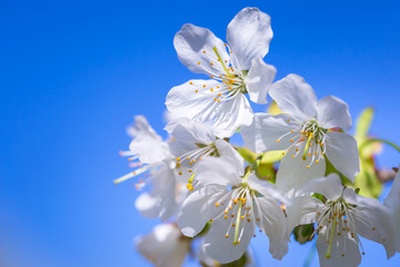 Beautiful blossoming apple tree in the spring time