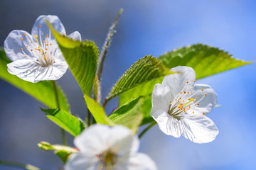 Beautiful blossoming apple tree in the spring time
