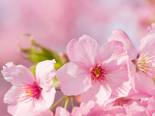 ピンクの可愛い桜花