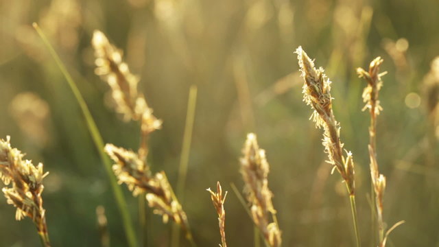 Spikelets at sunset