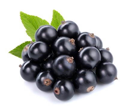 Black-Currant」の写真素材 | 1,565件の無料イラスト画像 | Adobe Stock