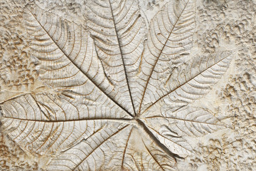 Naklejka na ściany i meble marks of leaf on the concrete pavement.