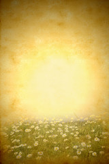 Obraz premium Daisies spring meadow grunge background