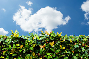 Green hedge with  blue sky and white clouds