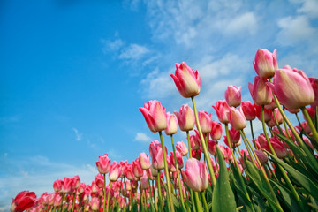 pink tulips over blue sky