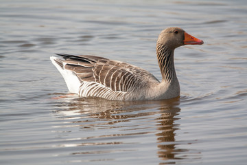 Oies cendrées - Anser anser - en promenade sur le marais