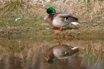 Canard Colvert  - anas platyrhynchos - au bord de l'étang
