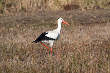 Cigogne blanche - Ciconia ciconia - dans le marais