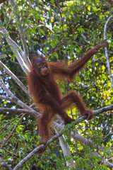 Naklejka premium Young Orangutan in tree