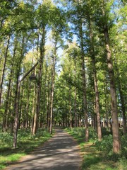 Obraz premium 水元公園の歩道