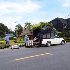 gardener transport flower by pick up