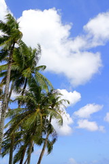 青空と椰子の木　Palm trees and blue sky