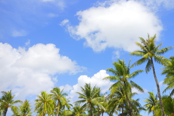 青空と椰子の木　Palm trees and blue sky