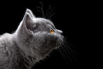 blue kitten portrait