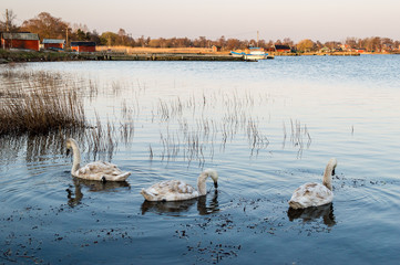 Three swans