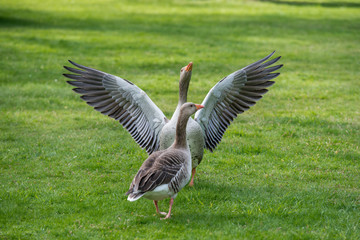 Greylag goose