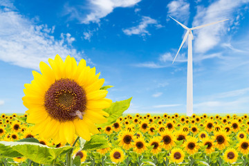 sunflowers field with wind turbine and blue sky