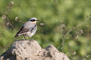 disheveled bird