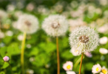 three dandelions in a row on