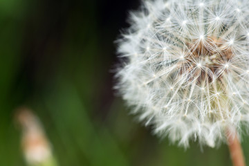 Pusteblume, Löwenzahn