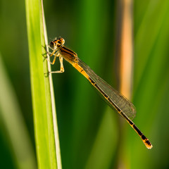 Orange Bluet Damselfly