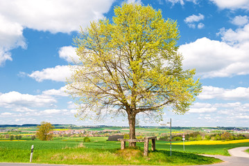 Die Alte Linde von Münzenberg in der Wetterau im Frühling