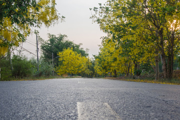 Yellow blossom road