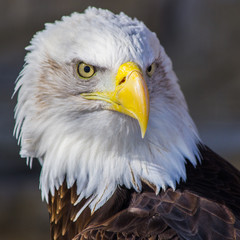 Bald Eagle © Randy Runtsch