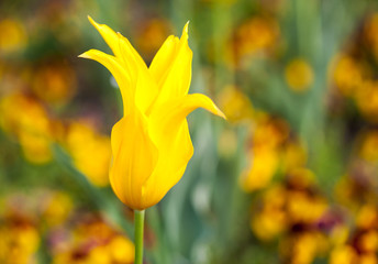 single yellow tulip in the garden