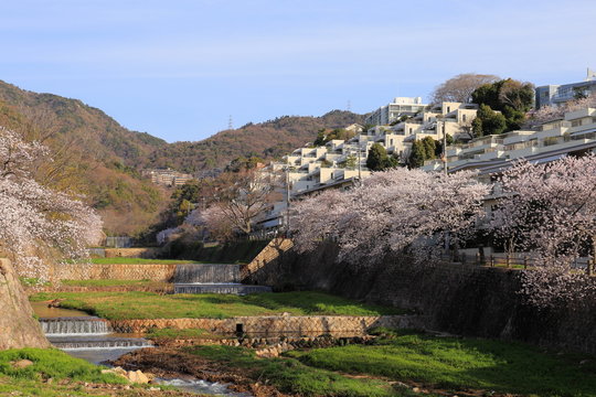 Cherry blossom at Ashiya river in Japan