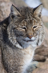 Bobcat