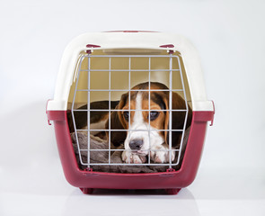 trasportino con cane