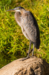 Great Blue Heron