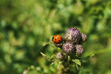 Ladybird on Plant
