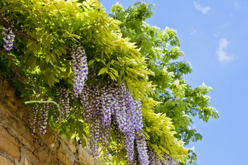 Glycine à Fourvière