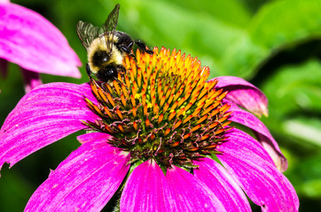 Bumble Bee on Purple Coneflower