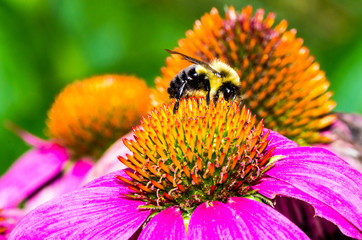 Bumble Bee on Purple Coneflower