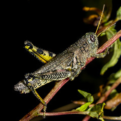 Dew-Covered Grasshopper