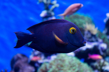 Spotted Surgeonfish © Randy Runtsch