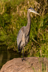 Fototapeta premium Great Blue Heron