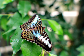 Schmetterling