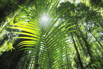 Fotobehang Palmboom Regenwald, Tropenwald  © Friedberg