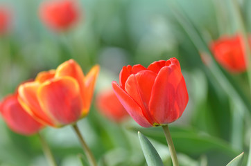 Красивые красные цветы тюльпаны