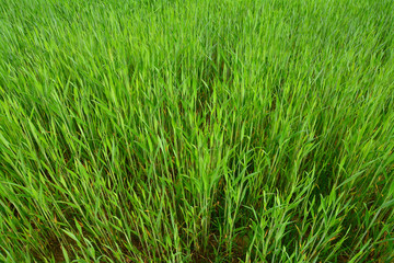 green wheat field