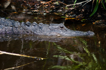 Large alligator in Florida swamp