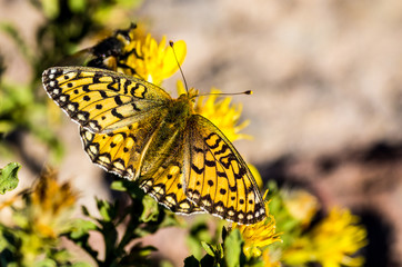 Crescent Butterfly