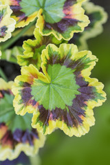 Variegated Leaf Geranium