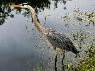 Great Blue Heron