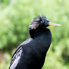 Anhinga