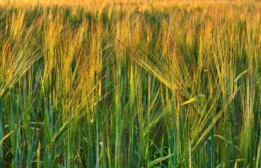 Barley field in evening